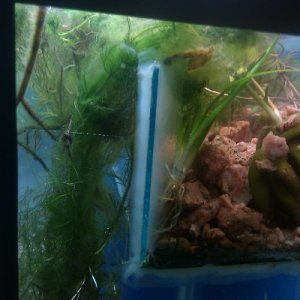 DIY aquarium planter box