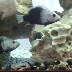 pearlscale cichlid pair with fry
