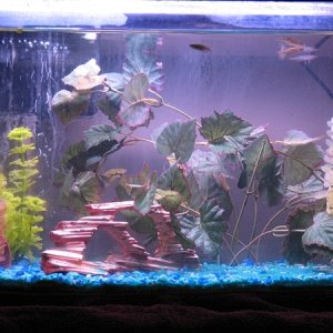A picture of the whole tank. 2 Bronze Corydoras and 6 Zebra Danios.