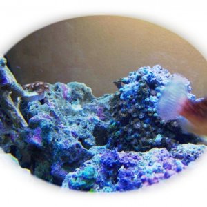 Just added this colony of Zoas on April 13th 2011