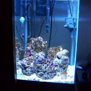 The beginnings of an 18 gallon reef