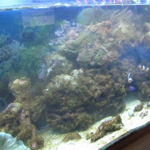 Brown Algae AFTER cleaning of tank!
