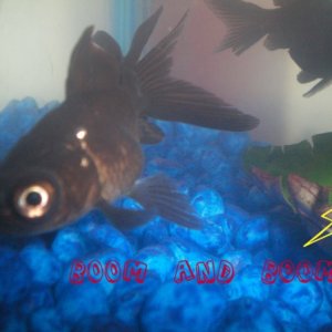 my two little black gold fish. named boom and boom. AKA the boom twins! :)