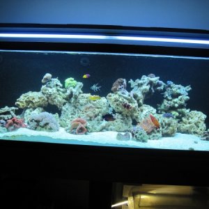 Photo of before we tore down the tank for the leak