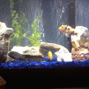Our cichlids love it and so do we.