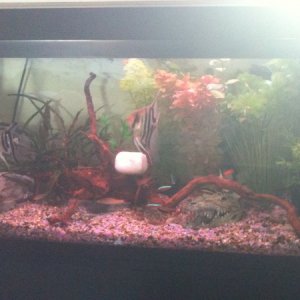 My new 110 litre Juwel tank redesigned and planted (rock holding driftwood down until it stays down on its own)