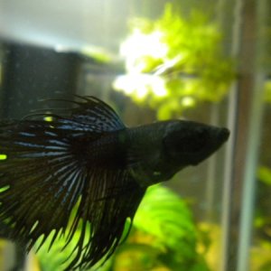 black orchid crowntail
