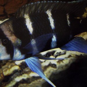 fish 093