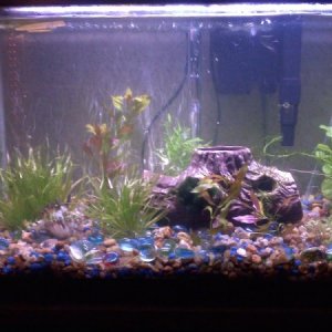 After I added my new plants 
1 pineapple platy
1 yellow wag swordtail 
1 oto
15 RCS
1 very tiny snail (unsure of breed thus far)