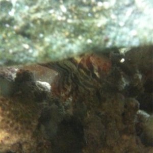 Dwarf lionfish