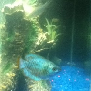 My dwarf gourami... probably my favorite fish right now.