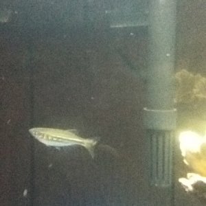 Danio.. how does anyone get a good pic of these never slow down little guys???