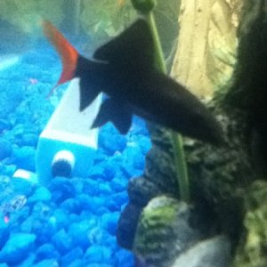Red fin shark... "Sharkie" number two... yes, I've very creative with names :D.