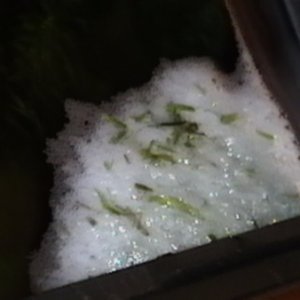 June 9, 2011 night time..my gwarf gourami was making a bubble nest, although he is alone in the tank....weird?