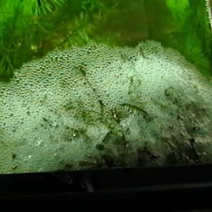 Another look of the bubble nest in the morning of June 10...pretty cool.