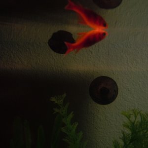 feeder fish reflection. i thought it was cool