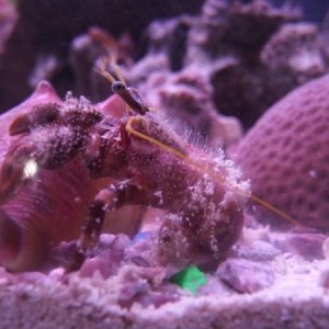 Hermit crab changing shells