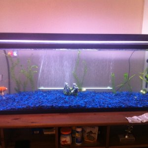 Its filtered with a Fluval 303 canister, heated by a Jebo 200w heater, and lighted by a nice light purple t8 fluorescent tube bulb, and also has i nic