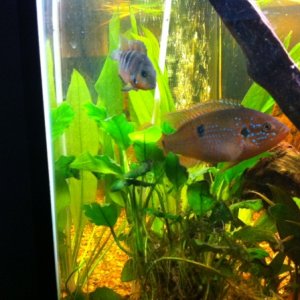 My juvinille Firemouth Cichlid and my Beautiful Red Jewel Cichlid. =]