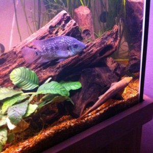 Green Texas Cichlid, large golden Suckermouth Catfish, and My Red Jewel Cichlid Hiding away in the bottom left.