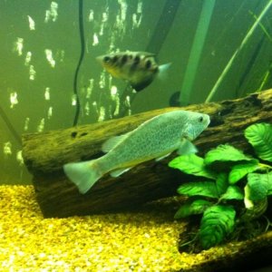 Small Archer Fish and Medium sized Spangled Perch.