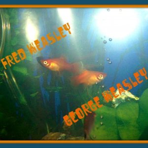 Fred & George Weasley the Sunset Platys