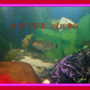 Red Eyed Weirdo the Red Eyed Tetra