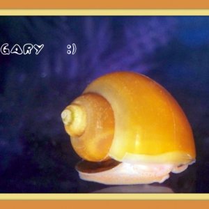 Gary the Golden Mystery Snail