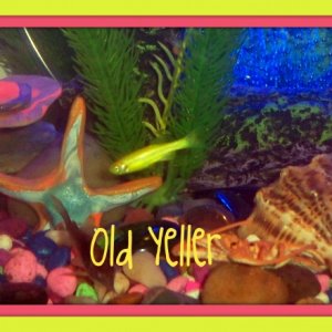 Old Yeller the Glofish