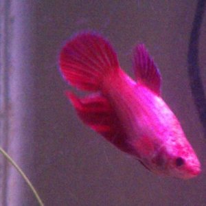 Lipstick, my female betta.  So named because she has bright pink-red lips (hard to see here).  She is bigger than the male!