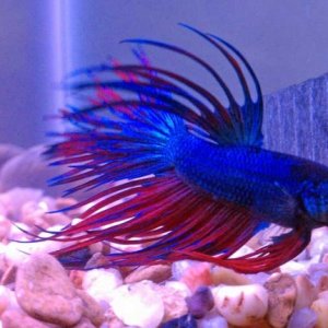 My male crowntail betta, Gums.  So named because he was supposed to be the baddest thing in my tank, but he has no teeth.  He's a wuss, too... Lipstic