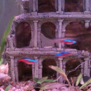 My cardinal tetras, some of the most recent additions to the tank.  Much nicer than the more common neon tetras, don't you think?