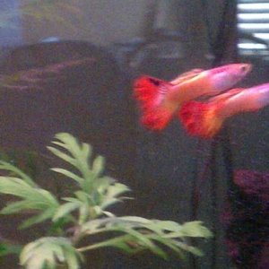 Two of my three male guppies.  These two were bought together and are completely inseparable.  They are named Castor and Pollux.  Pollux is the one wi