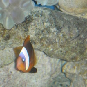 "Tommy," the tomato clownfish