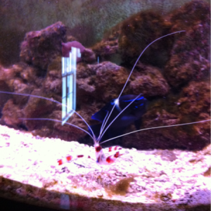Neon damsel coral bandit shrimp