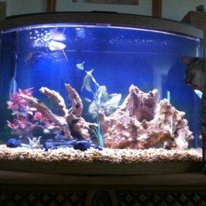36 gallon bow front