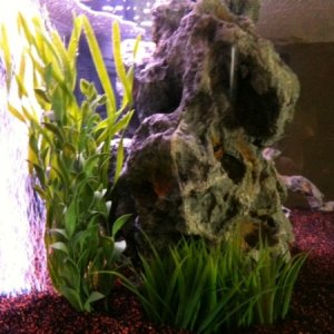 Fish Tank Left Side View