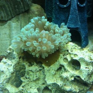 New Bubble Tip Anemone