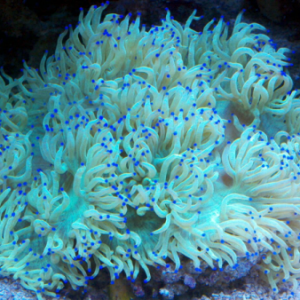 Blue tipped elegance coral
