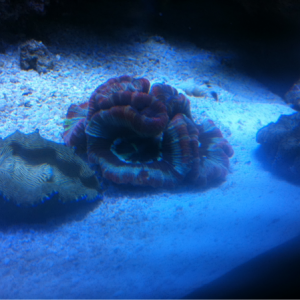 Deresa clam, teardrop maxima clam and brain coral.