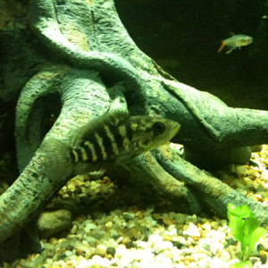 One of my smaller jaguar cichlids (the glass bloodfins were removed)