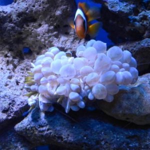 Unhappy Bubble Coral