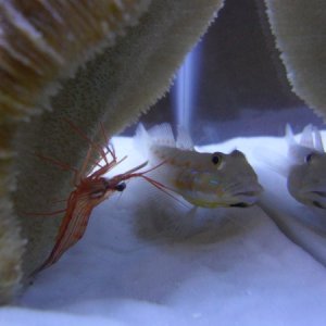 Dimond Golby and Peppermint Shrimp
