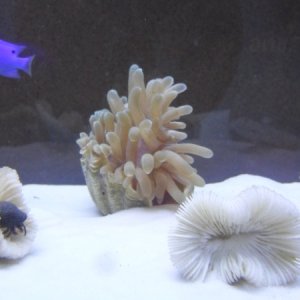 Sea Anemone (RIP)