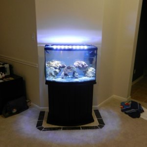 Full view of the tank and stand. We layed tile down so it'd be more level than carpet.