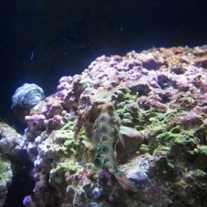 Our goby, Manny!