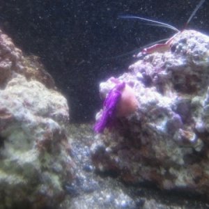 I took this on 10/18 at 4:30pm... what is wrong with my anemone!