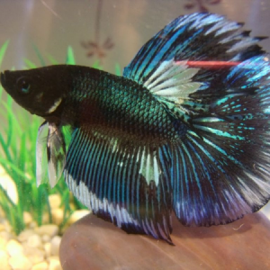 this is "budoy" my current betta fish. I don't know what type of betta fish he is though? if you can tell me, would appreciate it very much.?