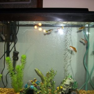 The Livebearers: A group picture of my Molly's and Guppies.