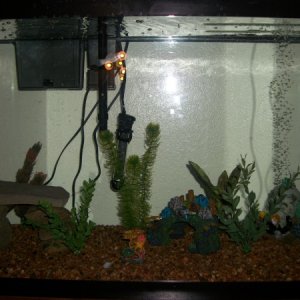 Broad Pic 2: and a second bigger picture of the tank...sheesh I need to hide that air hose
